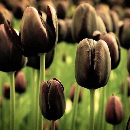Tulip Black Diamond 10pk