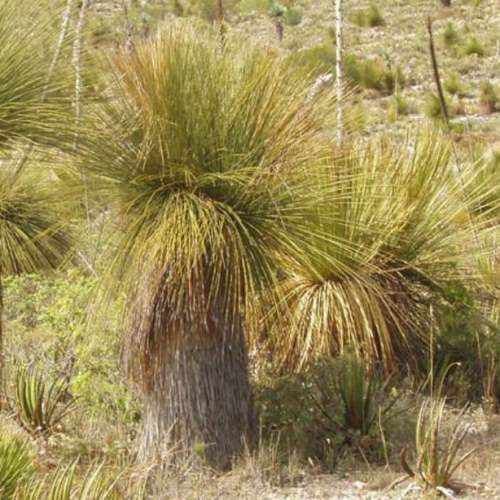 Dasylirion longissimum - Pb28 (30/70)