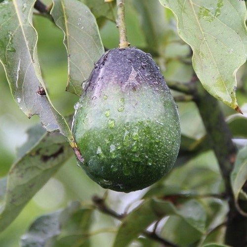 Avocado Mexicola - Pb10