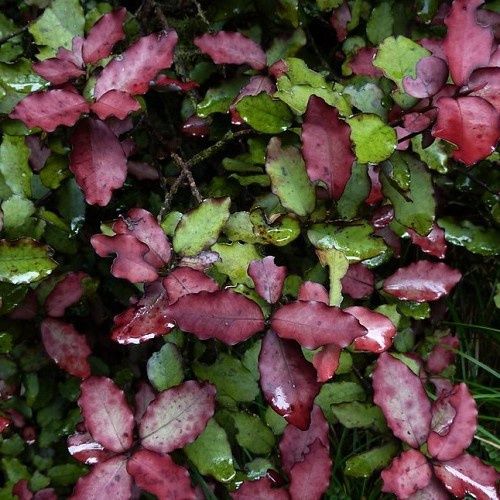 Pseudowintera colorata, Red Hot Horopito – Pb5