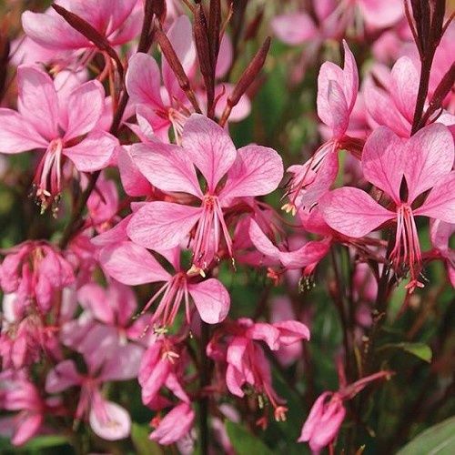 Gaura Lollipop Pink, Beeblossom - 2.5Ltr (40/50)