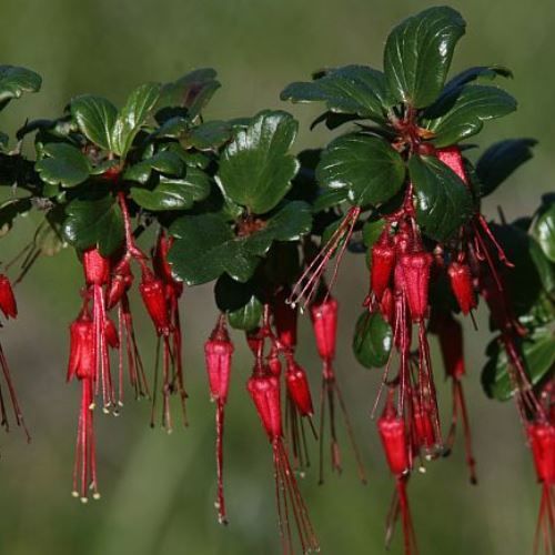 Ribes speciosum - Pb6.5
