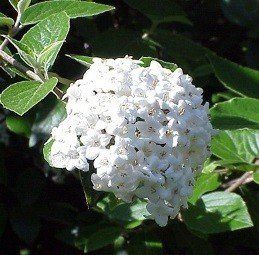 Viburnum burkwoodii - Pb6.5
