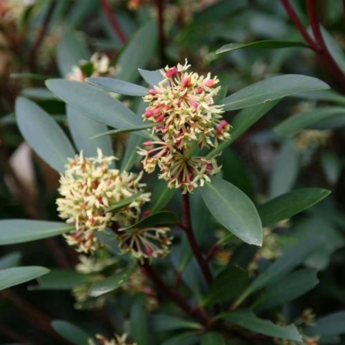 Drimys lanceolata - pb6.5 (30/40)