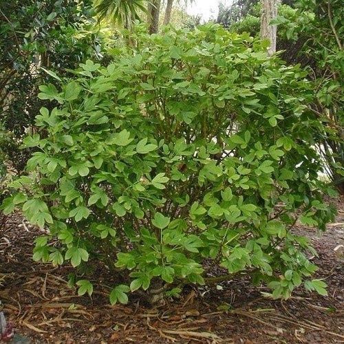 Pseudopanax Cyril Watson - Pb18/Pb28