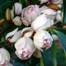 Michelia Mixed Up Miss - Pb6.5