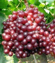 Grape Ruby Seedless - Pb6.5