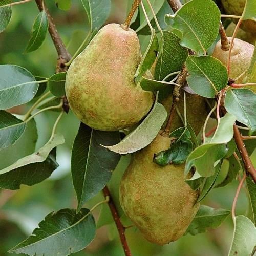Pear Kieffer (dwarf)