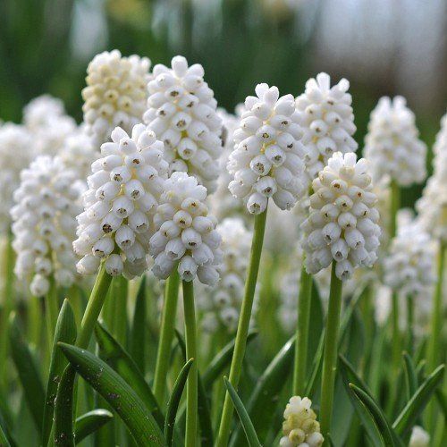 Muscari - White Magic