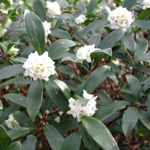 Daphne odora Alba - Pb6.5