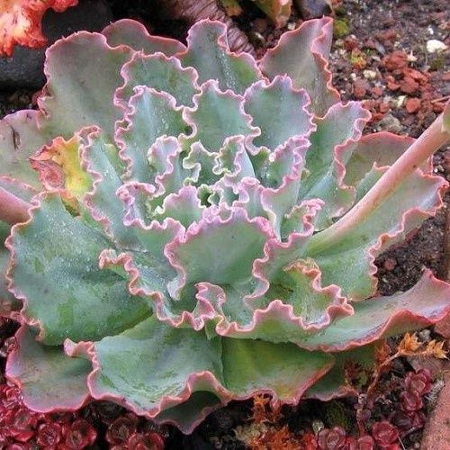 Echeveria Ruffled Red - 2.5Ltr