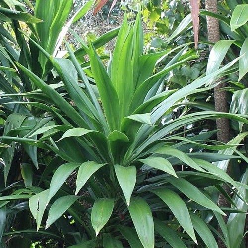 Cordyline x Broadsword - Pb5 (30/100)