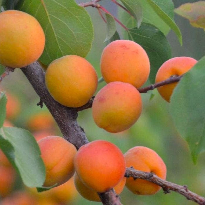 Apricot Hawera