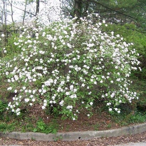 Viburnum carlesii, Arrowwood - Pb12
