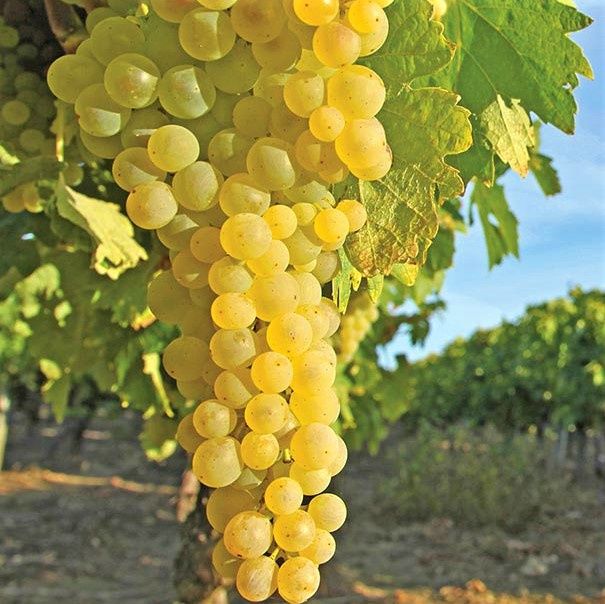 Grape Himrod, seedless - Pb5