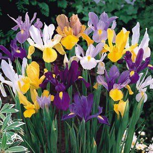Dutch Irises Mix 10pk
