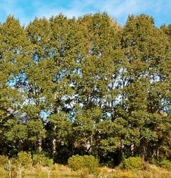 Populus yunnanensis, Chinese Poplar - Pb6.5