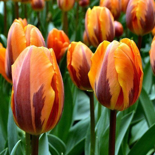 Tulips, Single - Princess Irene