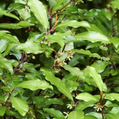 Pseudowintera axillaris, Horopito - Pb5