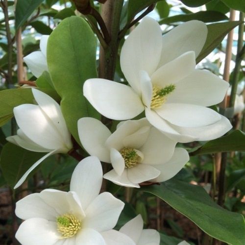 Magnolia Fairy White - 2.5Ltr