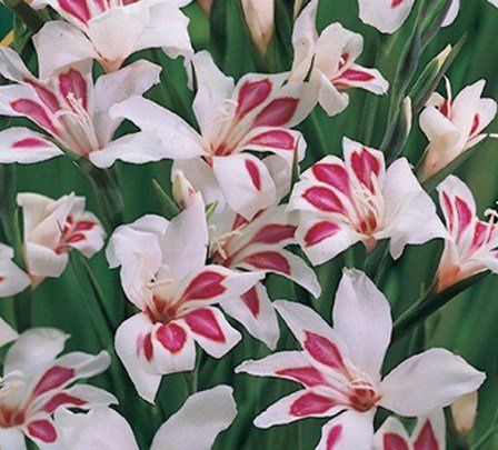 Gladioli nanus - Prins Claus