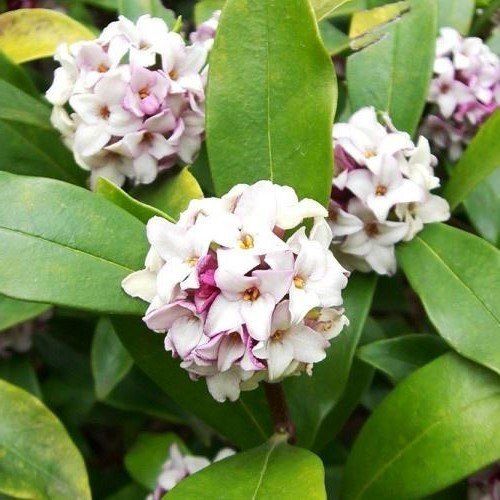 Daphne odora Leucanthe - 3.5Ltr