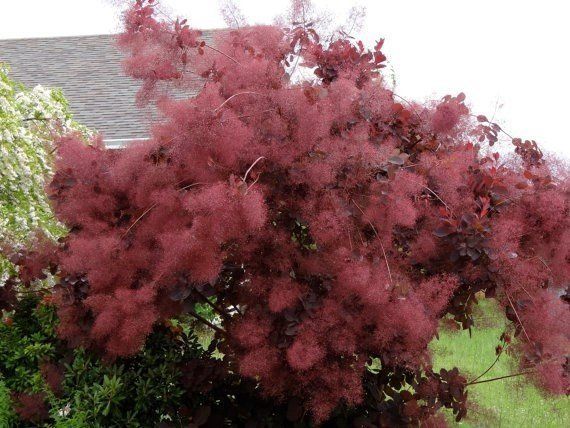 Cotinus coggygria, Smoke Bush  - Pb28