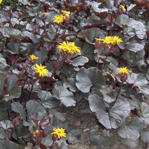 Ligularia d. Britt-Marie Crawford - 2.5Ltr (20/30)