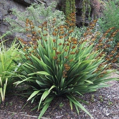 Phormium c. Emerald Green - Pot