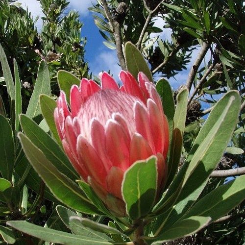 Protea Pink Ice - Pb6.5 (30/40)