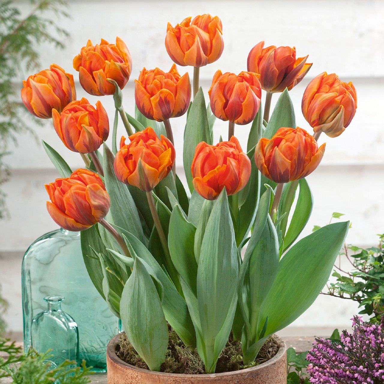 Tulip Orange Princess