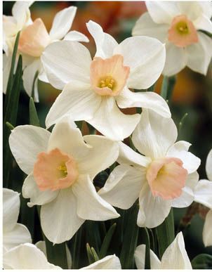 Daffodils miniature - Bell Song