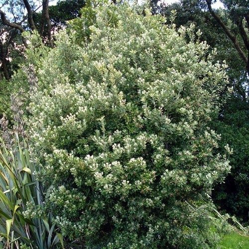 Pittosporum crassifolium, Karo - 25Ltr