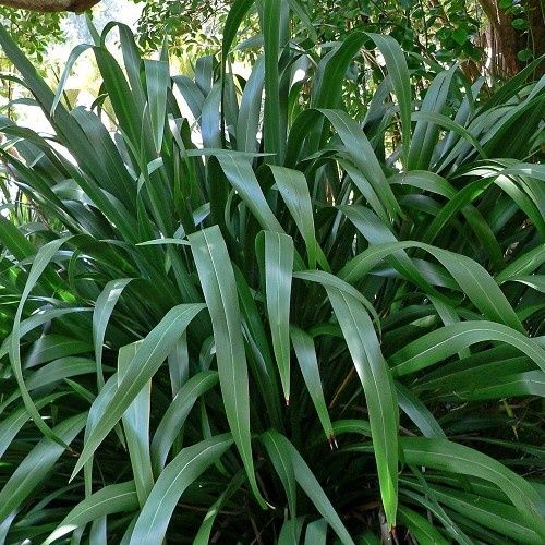 Phormium cookianum, Mountain Flax - 1Ltr