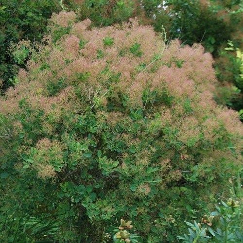 Cotinus coggygria, Smoke Bush - Pb6.5 (60/100)