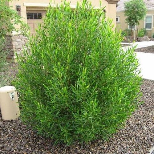 Dodonaea viscosa, Hop Bush - Pot (20/25)