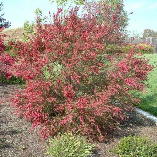 Leptospermum Red Damask, Manuka - 2.5Ltr
