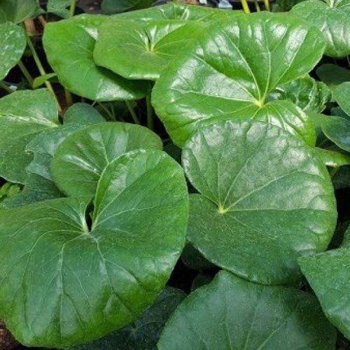 Ligularia reniformis, Tractor Seat Plant - 1.5/2.5L (15/40)