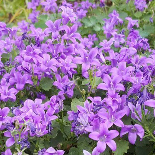 Campanula muralis, Bellflower - Pot
