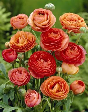 Ranunculus a. Salmon
