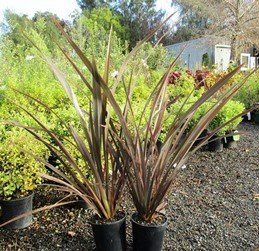 Phormium t. Dark Delight, Flax - Pb3