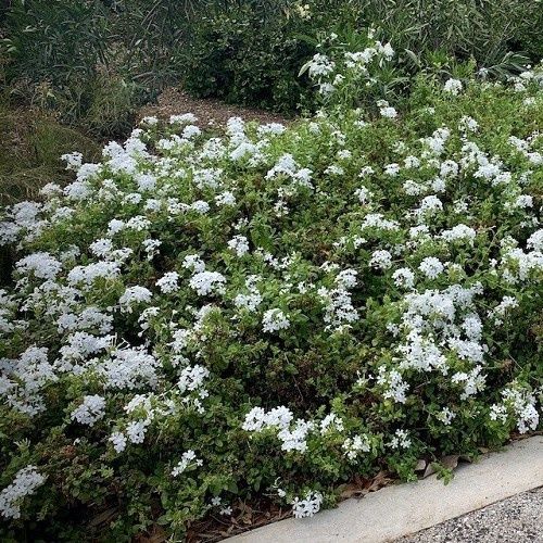 Plumbago auriculata Alba - Pb6.5