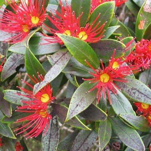 Metrosideros umbellata, Southern Rata - Pb6.5 (15/30)