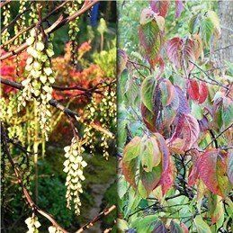 Stachyurus praecox, Spiketail - Pb8 (80/100)