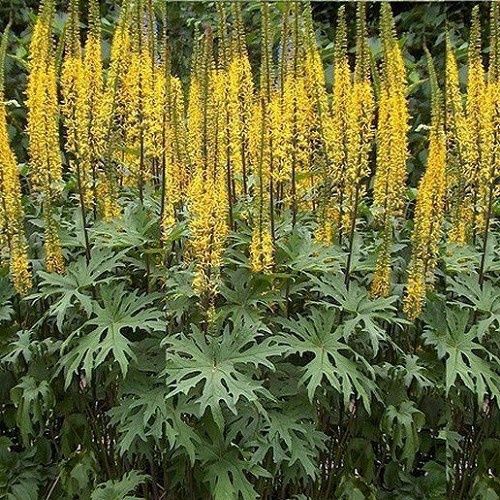 Ligularia przewalskii, Przewalski&#39;s Golden Ray - Pb5