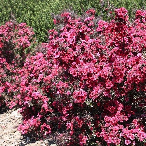 Leptospermum Wiri Kerry, Manuka - Pb5