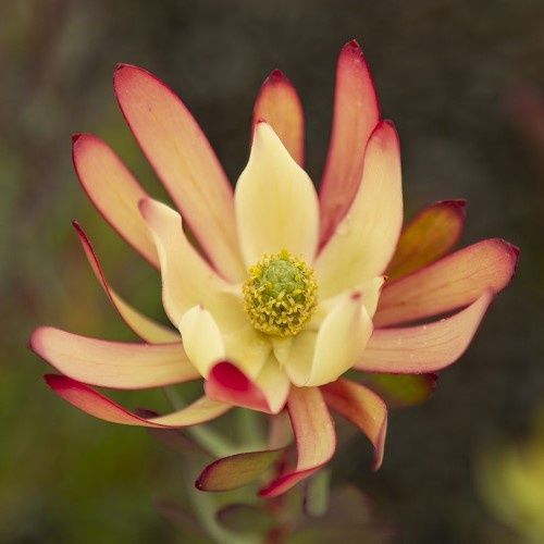 Leucadendron Bridal Bouquet - 3.5Ltr