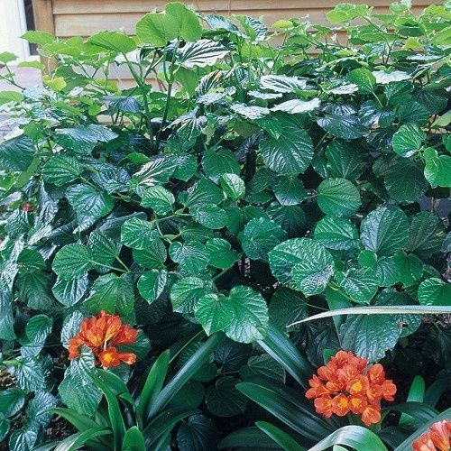 Macropiper melchoir, Three Kings Kawakawa - 2.5Ltr