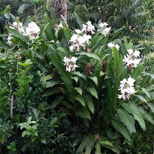 Hedychium coronarium, White Ginger Lily - 8.5Ltr