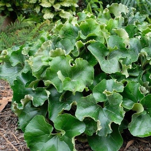 Farfugium j. &#39;Crispatum&#39;, Ligularia Crested Leopard
